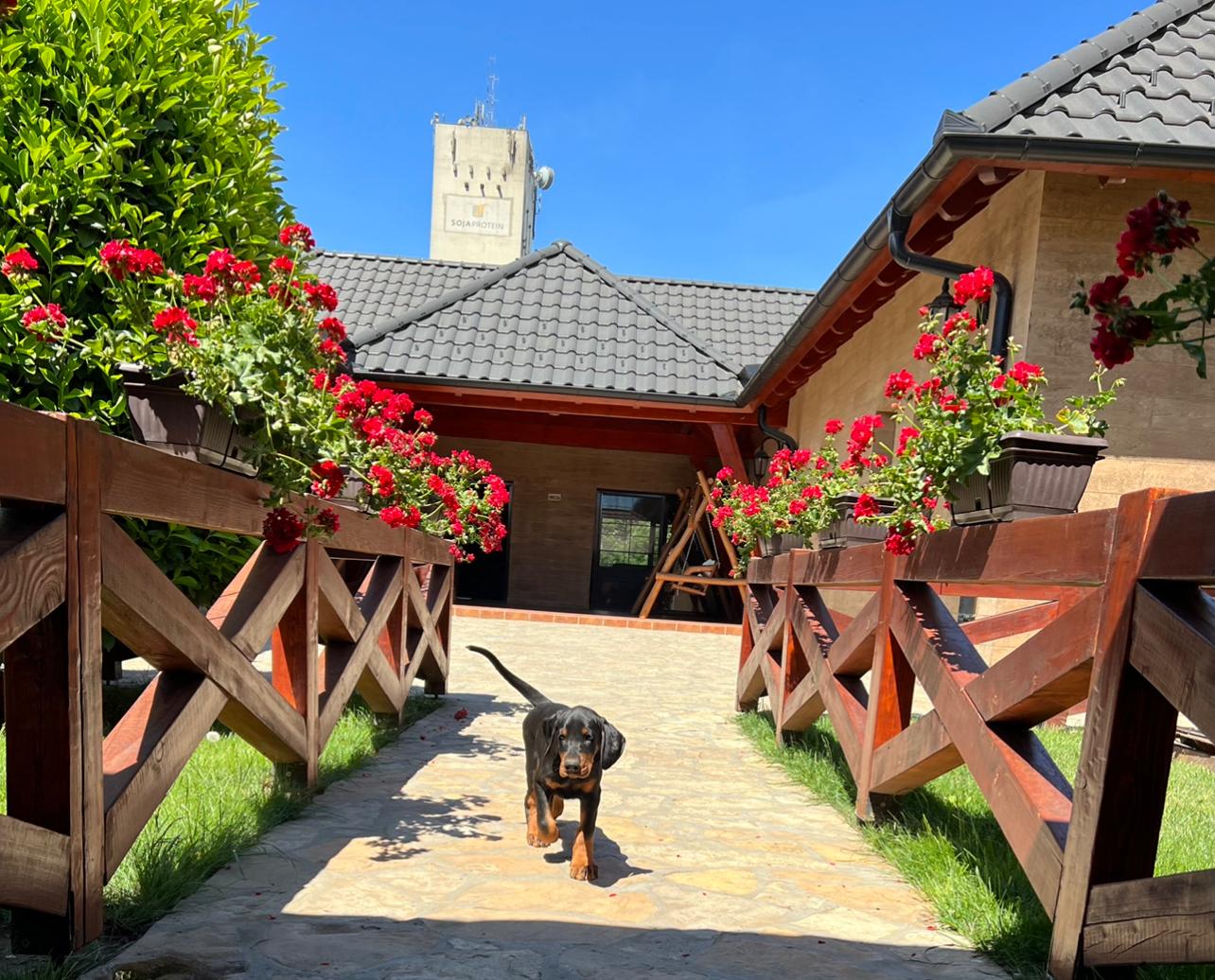 Vrhunski Dobermani iz Bečeja